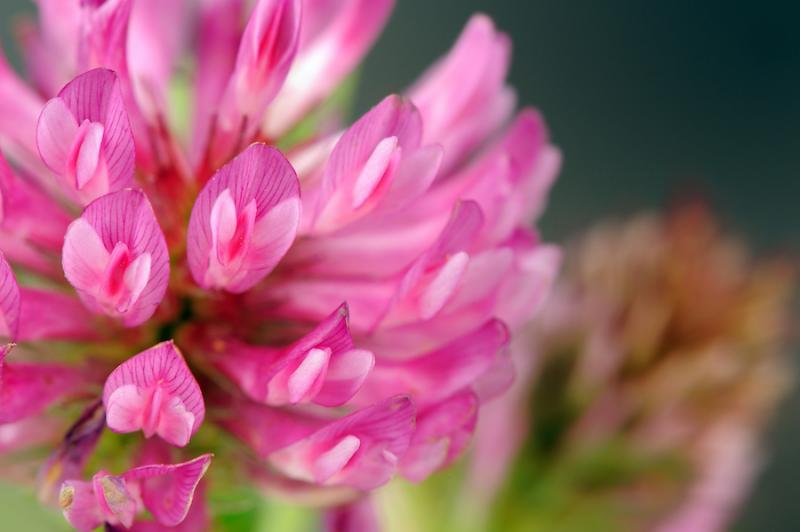 Red Clover