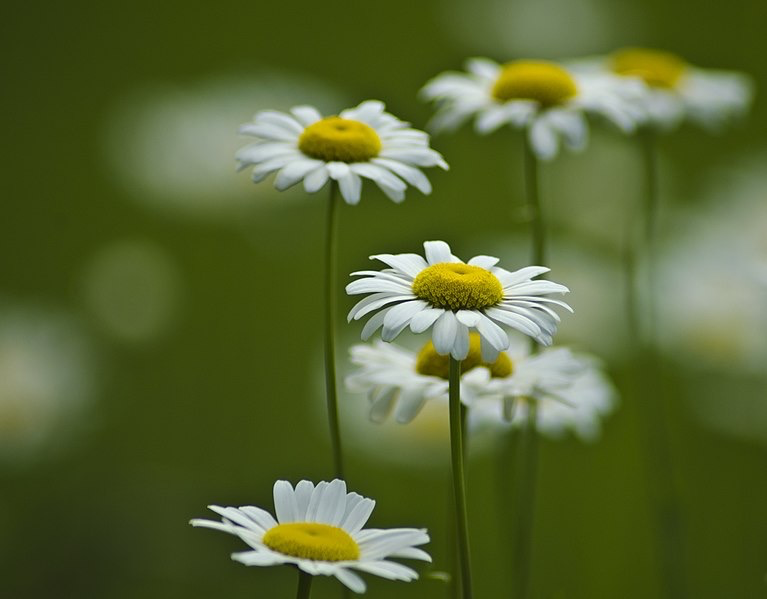 Chamomile: Peter Rabbit's Remedy