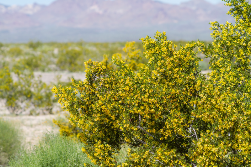 Chaparral: A Healing Shrub from the Southwest Deserts