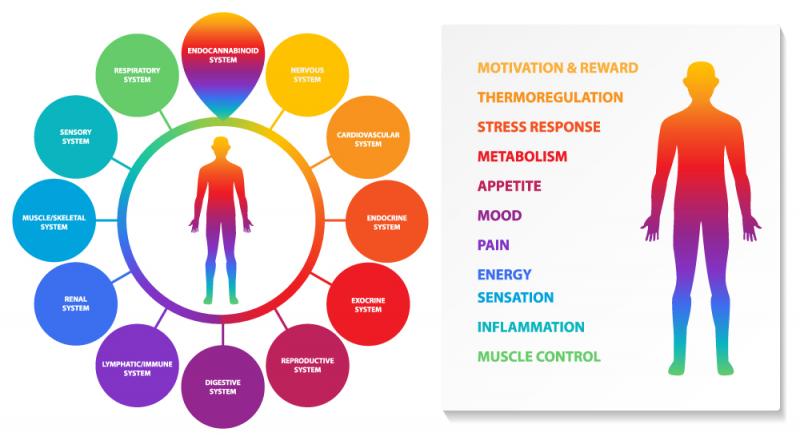 The Endocannabinoid System