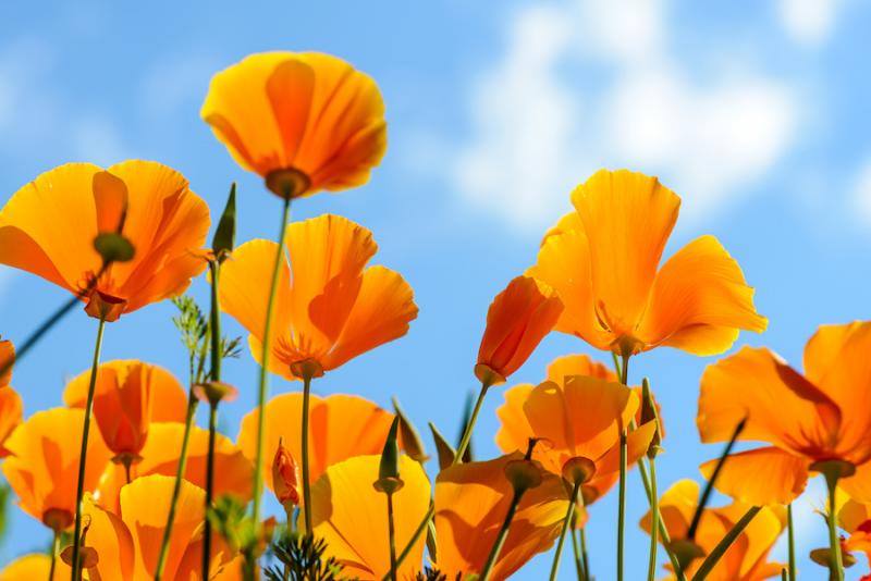 The Golden Power of California Poppy