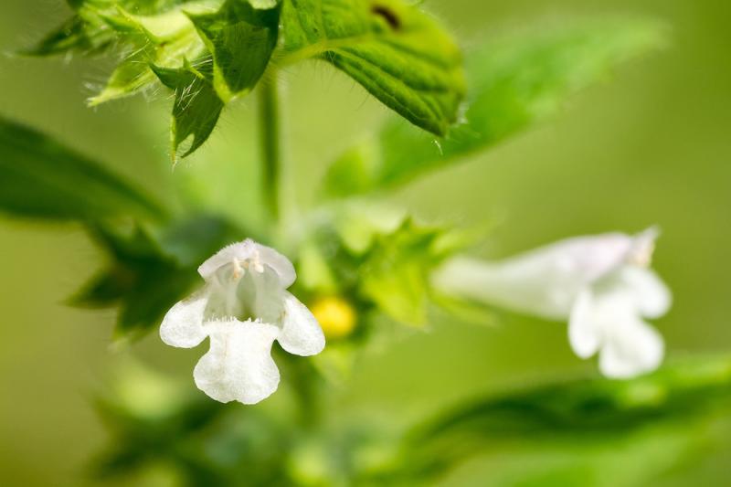 Find the Uplifting Calm of Lemon Balm