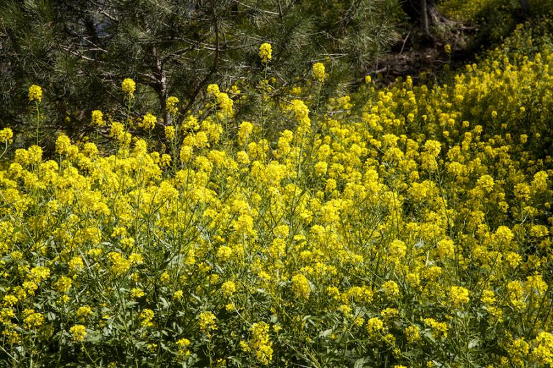 Mustard is More Than a Condiment