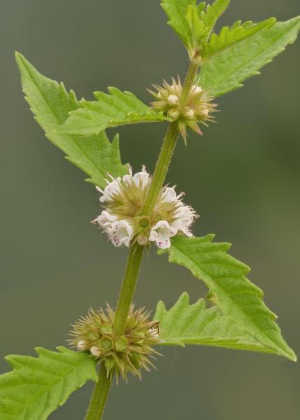 Bugleweed