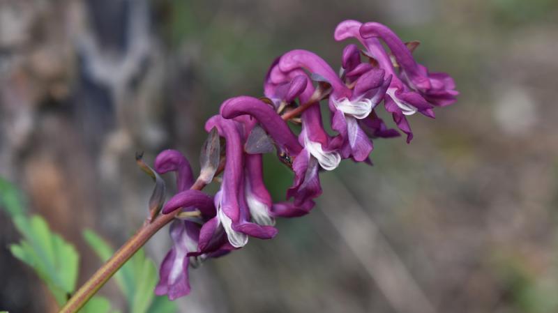 Corydalis