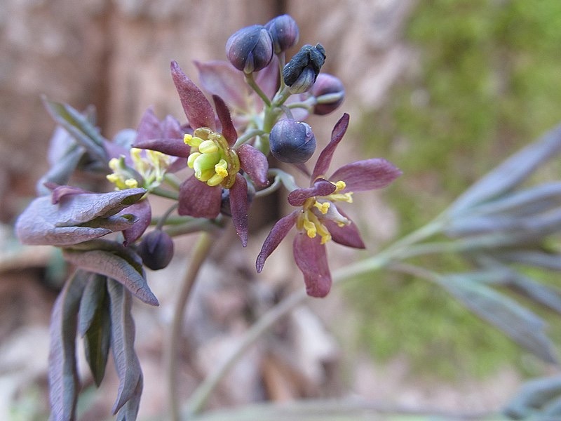 Blue Cohosh