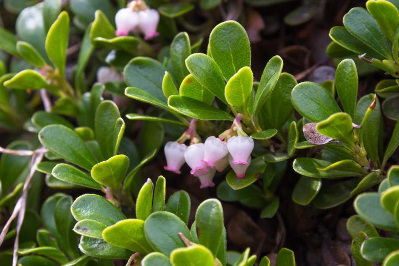 Uva Ursi and Manzanitas