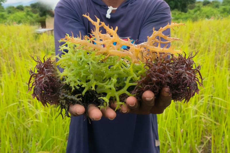 Seaweeds as Food and Medicine