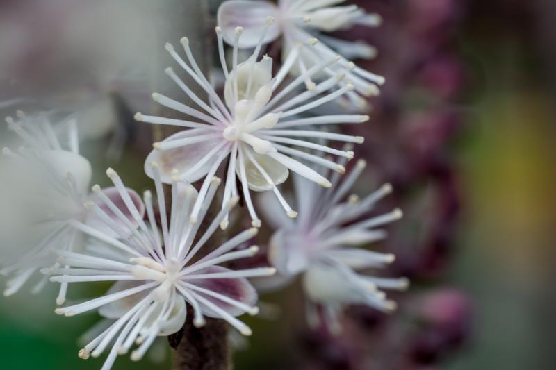 Black Cohosh: Untangling and Dispelling the Darkness