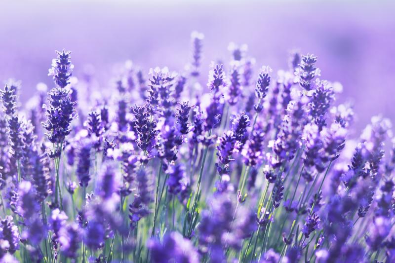 Lovely Lavender