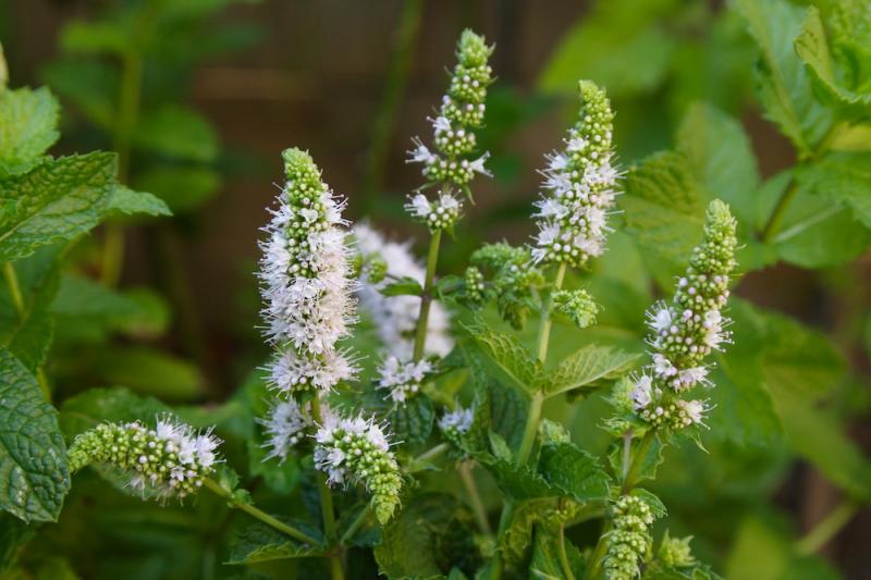 Peppermint, Spearmint, and Other Mints