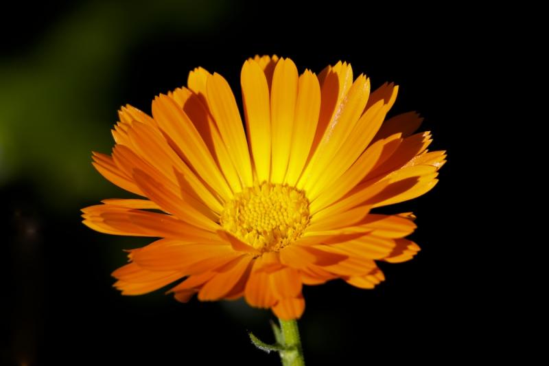 Calendula