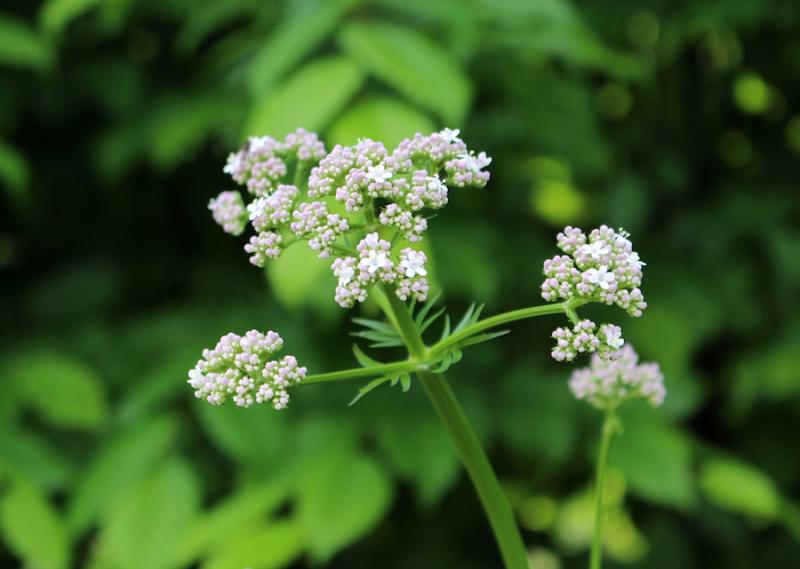 Valerian: A Smelly Herb That Really Works