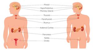  Glandular System Formulas 