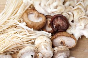 The Magic of Medicinal Mushrooms