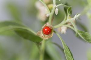 Ashwagandha and Other Adaptogens